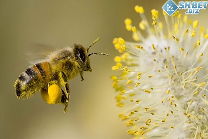 Nằm mơ thấy ong đang hút mật